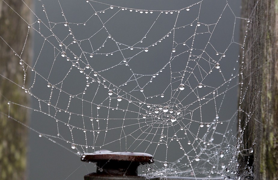 radioactive-spider-web.jpg