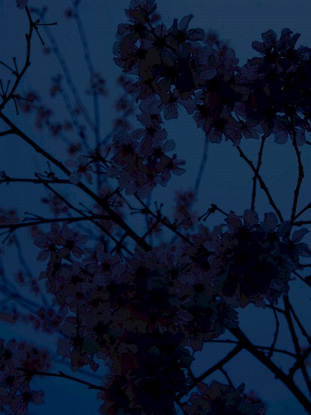 dark_blossom.jpg